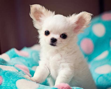 chihuahua puppies long hair